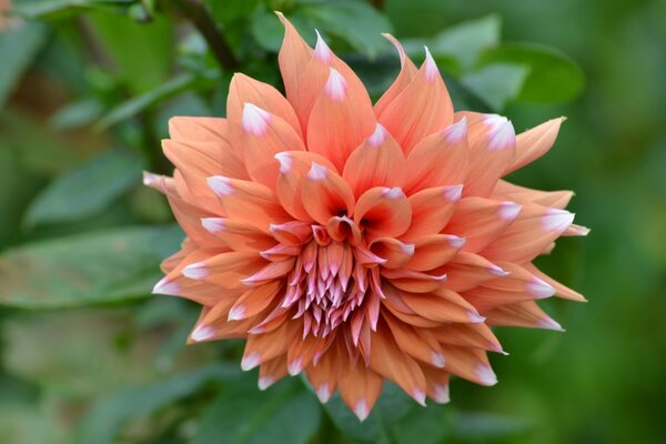 A beautiful dahlia bud is very weighty