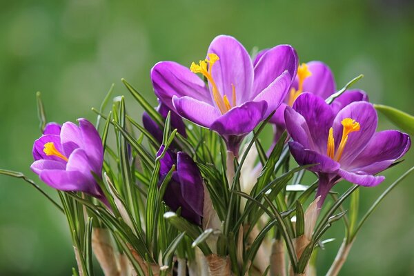 Bouquet saffron macro