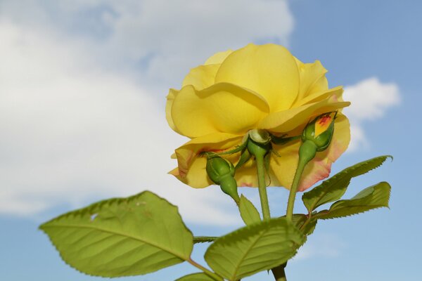 A yellow rose bud on a blue sky background