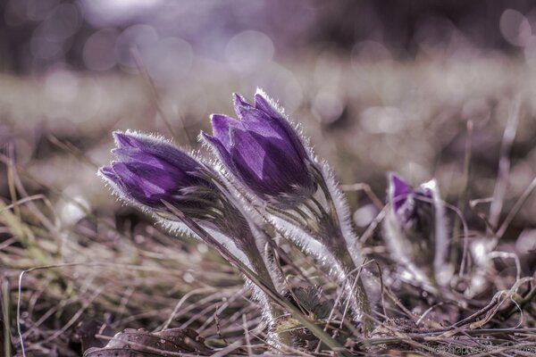 Macro photography of dream grass purple with highlights