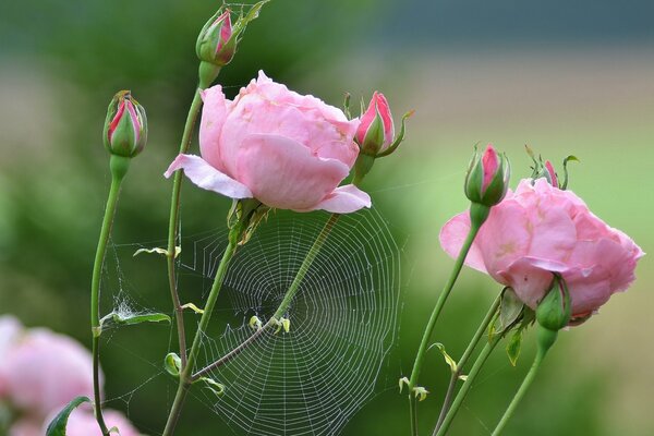 Ragnatela su rose di colore rosa con sfondo sfocato