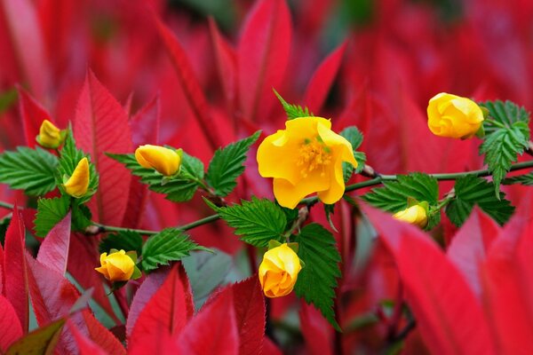 A branch with yellow flowers on a red background