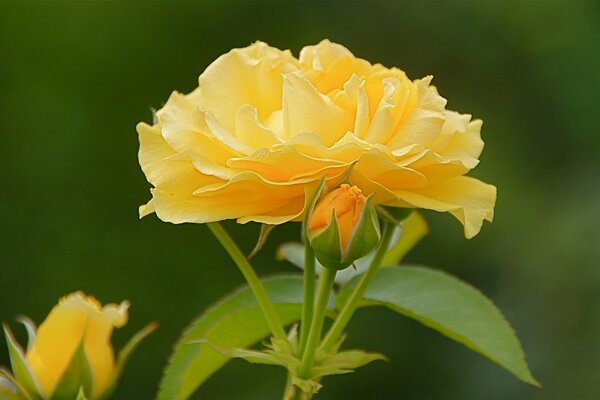 Macro photography. photo of a bright yellow flower