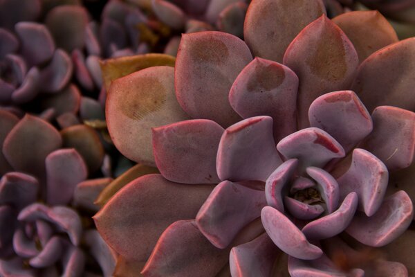 Immagine bel fiore Succulente