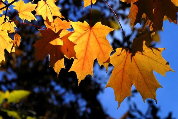 Ciel bleu, feuilles jaunes