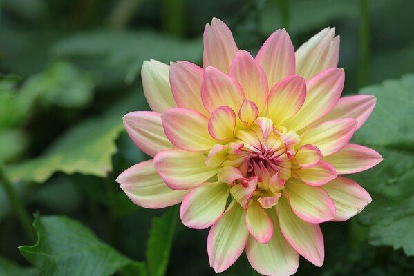 Dahlia délicieux parmi les feuilles vertes