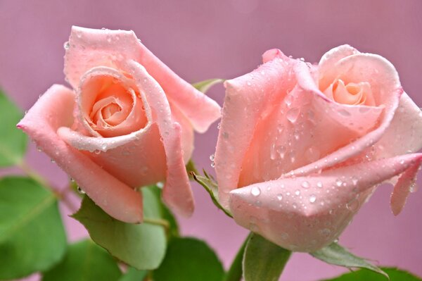 Rosebud with water drops