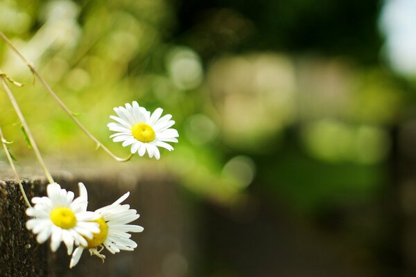 Large-format wallpaper on the monitor screen with the image of daisies and blurred greenery in the background