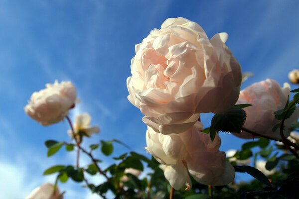 Rosier blanc en gros plan