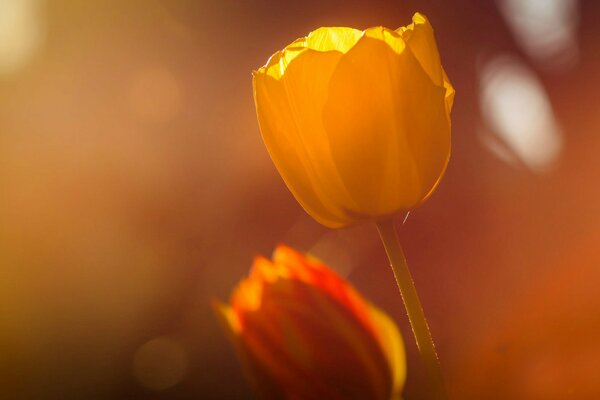 Von der Sonne durchnässte Tulpen