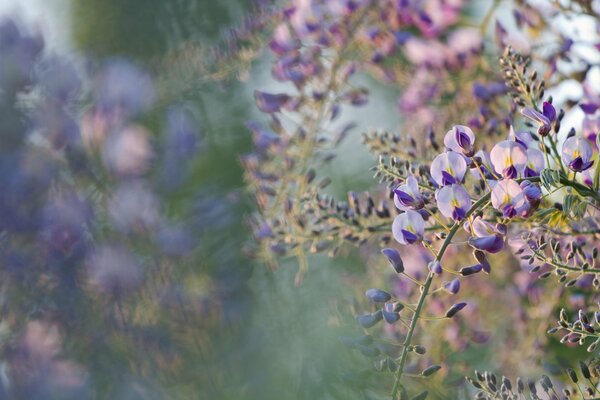 Spring flowering of pink acacia in macro photography