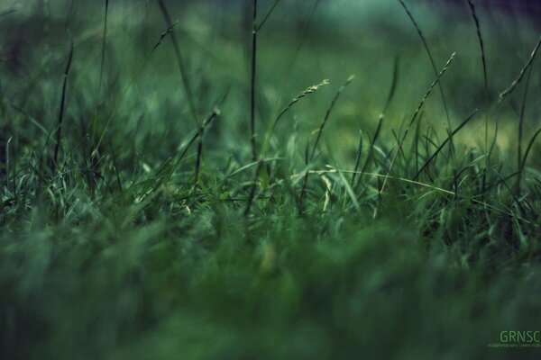 L erba verde è strettamente filmata