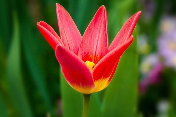 Eine Tulpe, die ihre Blütenblätter öffnet