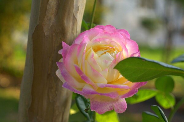 La natura fiorisce, un bel fiore con petali di rosa