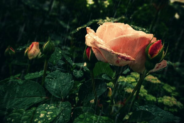 Rosa rosa suave bajo la lluvia