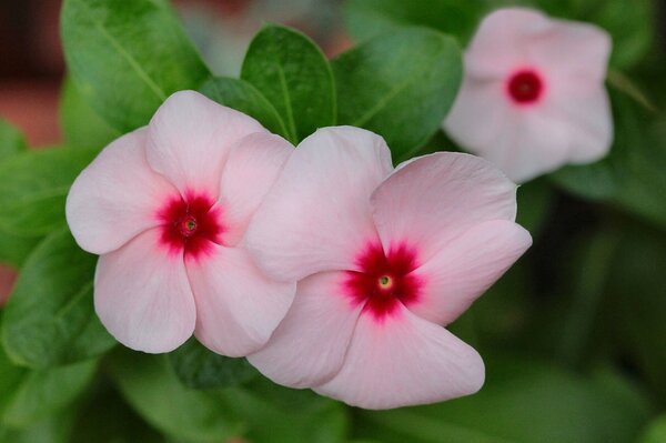 Tres flores delicadas Rosadas