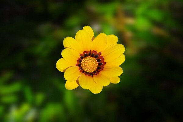 Hermosa foto de la flor del sol