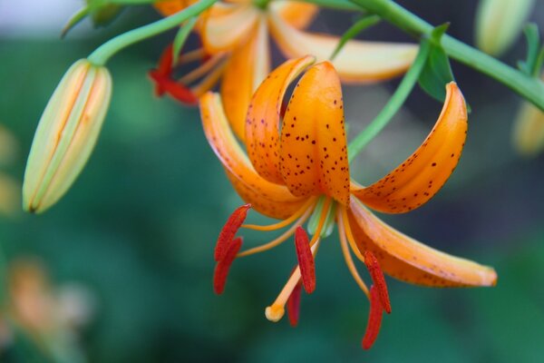 Lilienblume, die unten hängt