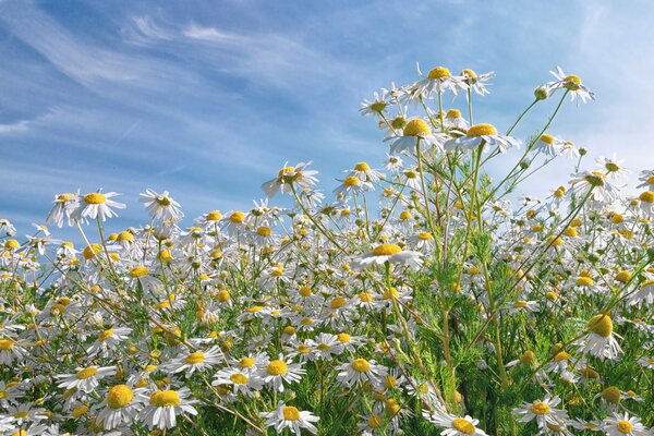 Kamillenfeld und blauer Himmel