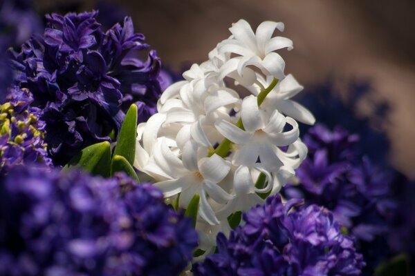 Jacinthe blanche parmi les violets