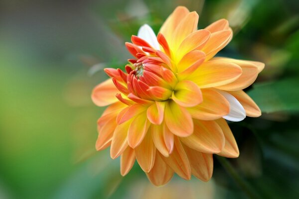 Fleur de Dahlia orange en fleurs