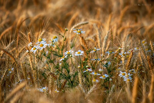 White chamomile in wheat