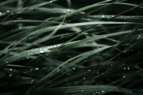 Macro shooting of a drop on the leaves