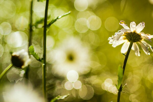 Daisies in the dew on the morning field