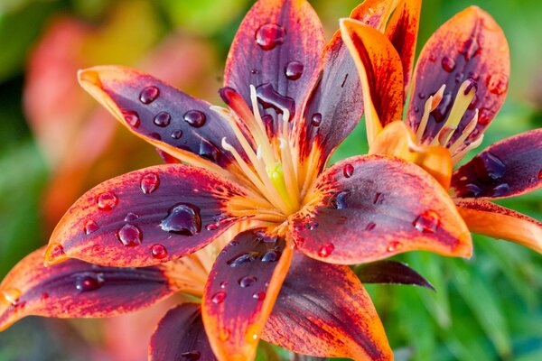 Pétalos de lirio con gotas macro tiro