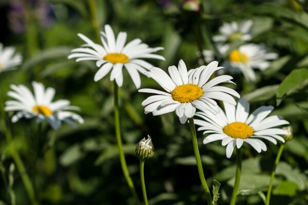 Field of daisies blurred background