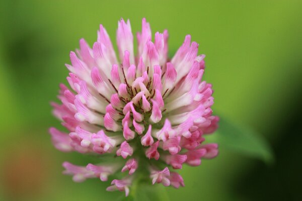 Fotografia macro di fiori di trifoglio con sfondo sfocato