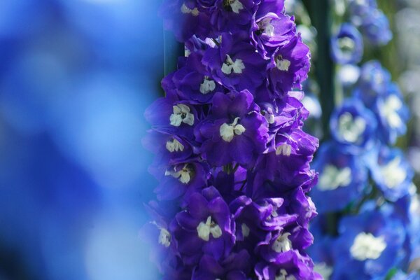 Delphinium lilas en gros plan