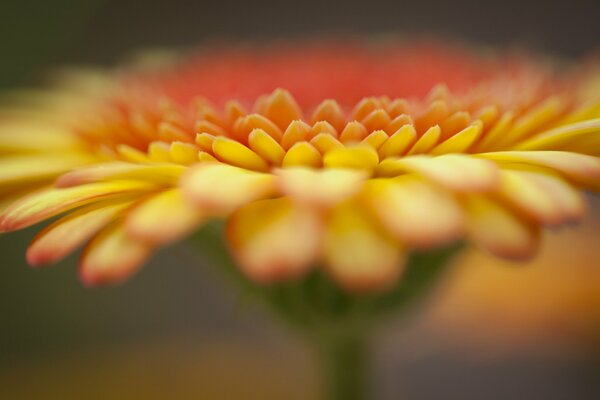 Focus on the gerbera flower