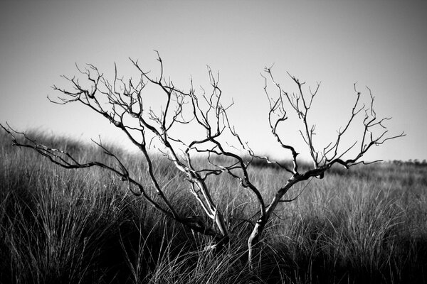 Gloomy landscape with dried bushes