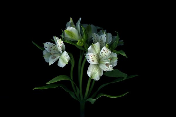 Flower stems in a bouquet with petals wallpaper shadow