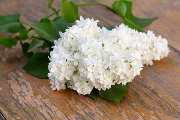 White lonely lilac as a symbol of loneliness