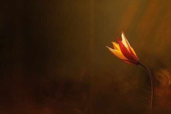 Die Blume strahlt Wärme aus. Licht und Schönheit