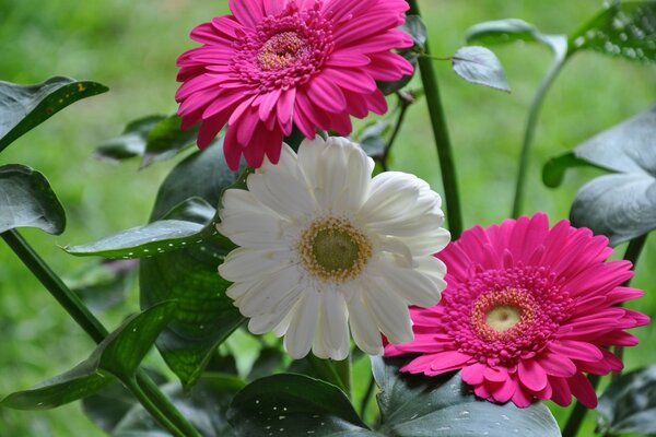 Bouquet of gerberas of crimson and white flowers