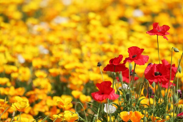 Poppy field in yellow and red tones