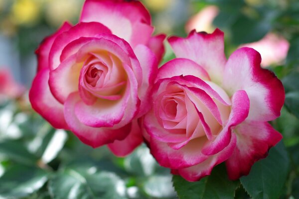 Dúo de hermosas rosas blancas y Rosadas