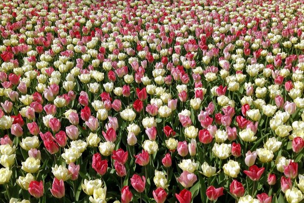 A field of blooming multicolored tulips