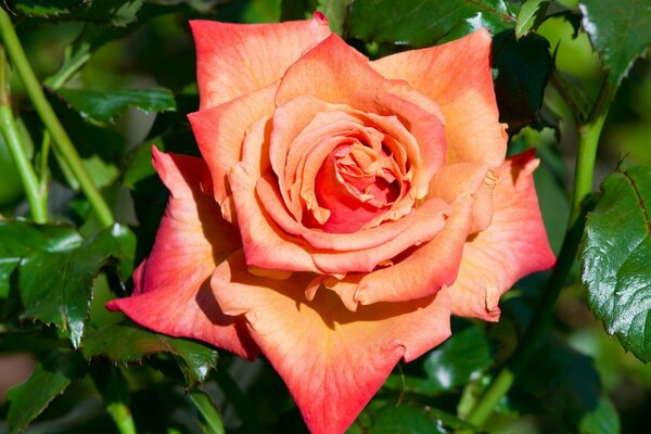 Rose with gradient effect and lush green foliage