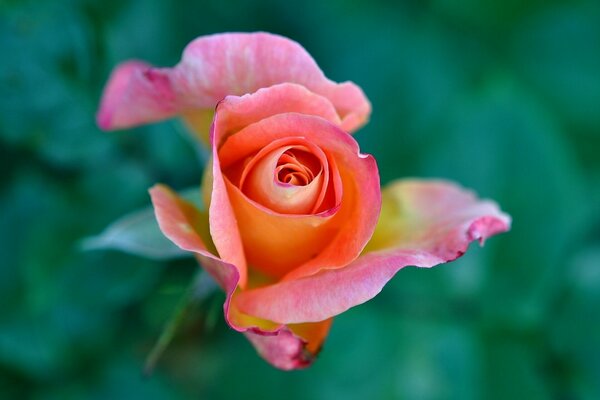 Gros plan de bouton de rose