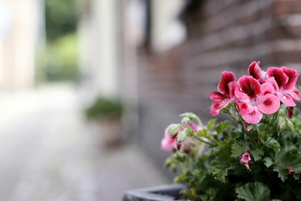 Flowers on a street background