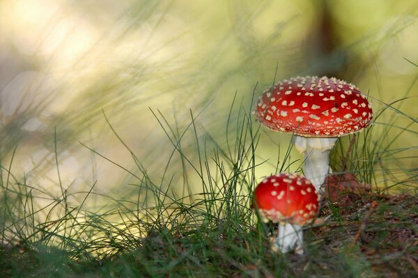 Funghi paganka nell erba verde