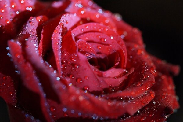 Bard rose with raindrops on the petals