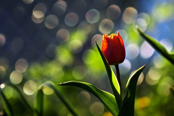 Bellissimo tulipano rosso che cresce nel prato. Macro