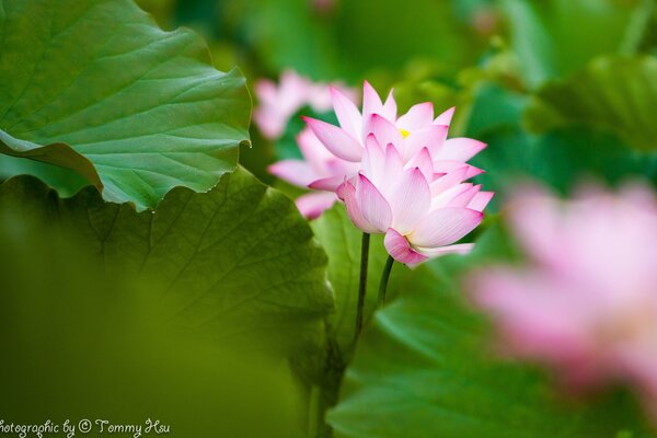 Flor de loto rosa entre las hojas