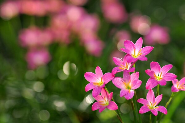 Pink flowers of summer