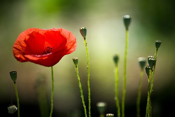 Coquelicot rouge en gros plan